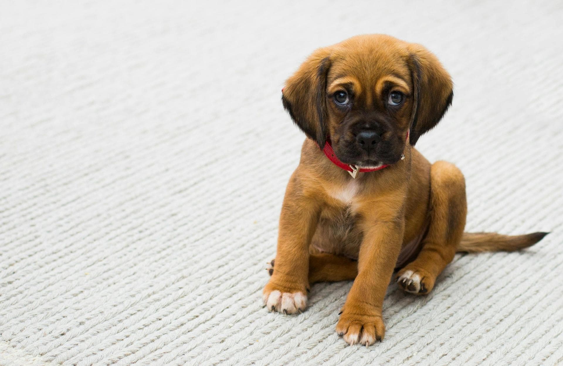 Dog & Cat Vets in Bowling Green